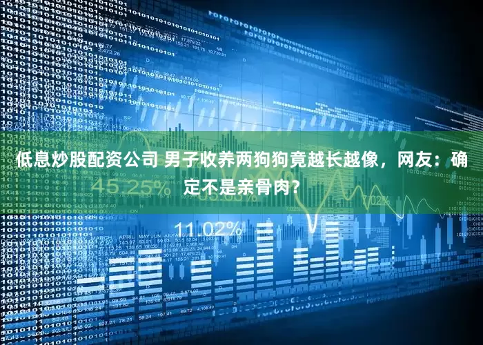 低息炒股配资公司 男子收养两狗狗竟越长越像，网友：确定不是亲骨肉？